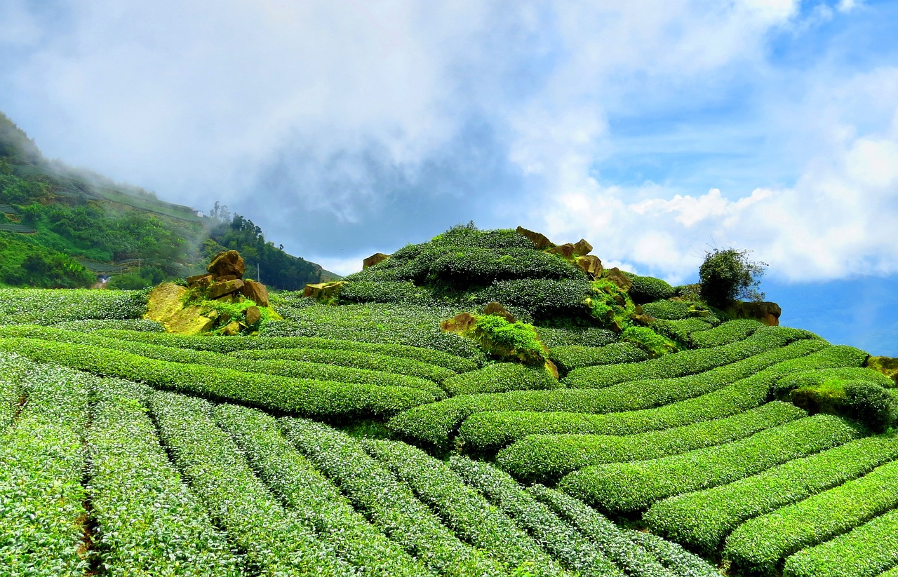 美人茶是茶叶